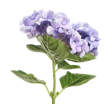 Ortanca çiçeği, ortanca makrofilla, beyaz arka planda izole edilmiş, kırpma yolu ile                       