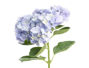 Ortanca çiçeği, ortanca makrofilla, beyaz arka planda izole edilmiş, kırpma yolu ile                       