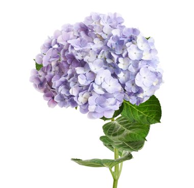 Ortanca çiçeği, ortanca makrofilla, beyaz arka planda izole edilmiş, kırpma yolu ile                       