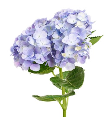 Ortanca çiçeği, ortanca makrofilla, beyaz arka planda izole edilmiş, kırpma yolu ile                       