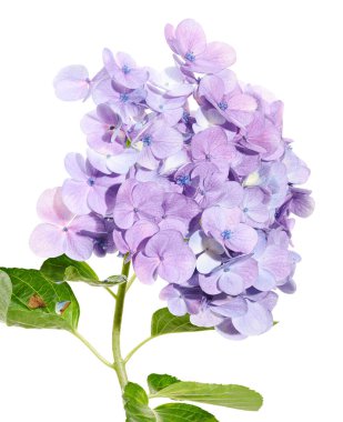 Ortanca çiçeği, ortanca makrofilla, beyaz arka planda izole edilmiş, kırpma yolu ile