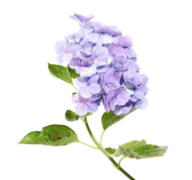 Ortanca çiçeği, ortanca makrofilla, beyaz arka planda izole edilmiş, kırpma yolu ile