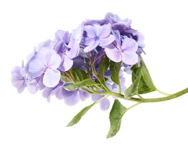 Ortanca çiçeği, ortanca makrofilla, beyaz arka planda izole edilmiş, kırpma yolu ile
