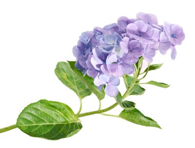 Ortanca çiçeği, ortanca makrofilla, beyaz arka planda izole edilmiş, kırpma yolu ile