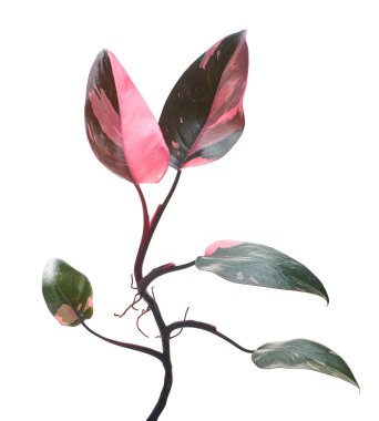 Philodendron Pembe Prenses bitkisi, Philodendron Erubescens yaprakları, beyaz arka planda izole, kırpma yolu ile                          