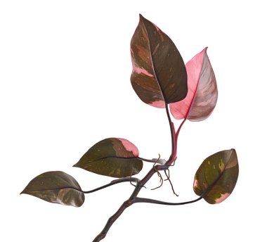 Philodendron Pembe Prenses bitkisi, Philodendron Erubescens yaprakları, beyaz arka planda izole, kırpma yolu ile                          