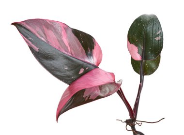 Philodendron Pembe Prenses bitkisi, Philodendron Erubescens yaprakları, beyaz arka planda izole, kırpma yolu ile                          
