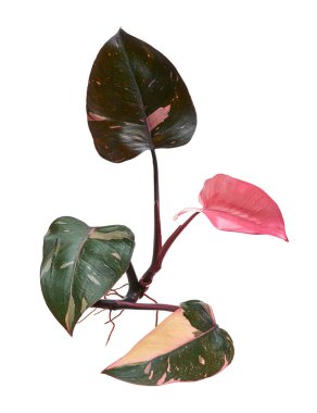 Philodendron Pembe Prenses bitkisi, Philodendron Erubescens yaprakları, beyaz arka planda izole, kırpma yolu ile                          