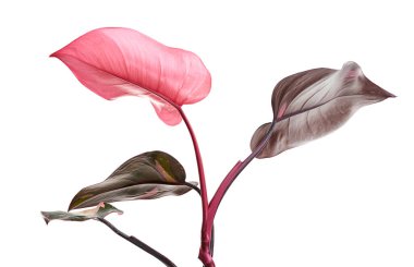 Philodendron Pembe Prenses bitkisi, Philodendron Erubescens yaprakları, beyaz arka planda izole, kırpma yolu ile                          