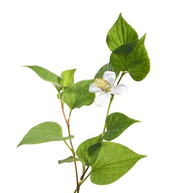 Nane şekeri, çiçekli balık yaprağı beyaz arka planda izole edilmiş, kırpma yolu ile                             