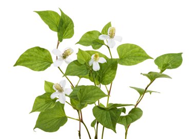 Nane şekeri, çiçekli balık yaprağı beyaz arka planda izole edilmiş, kırpma yolu ile                             