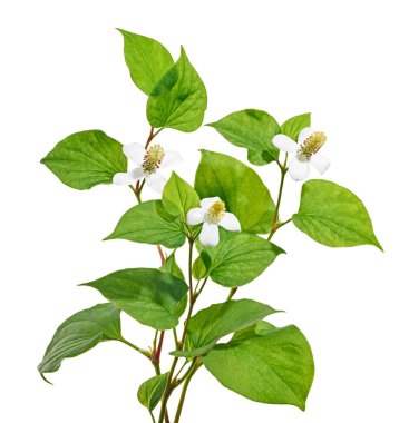 Nane şekeri, çiçekli balık yaprağı beyaz arka planda izole edilmiş, kırpma yolu ile                             