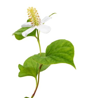 Nane şekeri, çiçekli balık yaprağı beyaz arka planda izole edilmiş, kırpma yolu ile                             