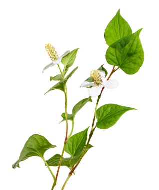 Nane şekeri, çiçekli balık yaprağı beyaz arka planda izole edilmiş, kırpma yolu ile                             