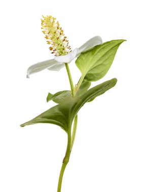 Nane şekeri, çiçekli balık yaprağı beyaz arka planda izole edilmiş, kırpma yolu ile                             