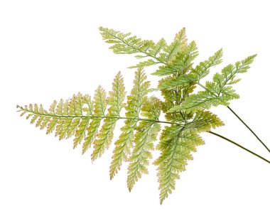 Eğrelti otu yaprağı, Süs yaprakları, Egzotik eğrelti otu beyaz arka plan üzerinde izole, kırpma yolu ile                   