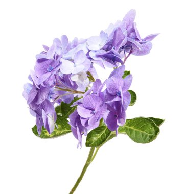 Ortanca çiçeği, ortanca makrofilla, beyaz arka planda izole edilmiş, kırpma yolu ile                             
