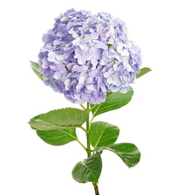 Ortanca çiçeği, ortanca makrofilla, beyaz arka planda izole edilmiş, kırpma yolu ile                             