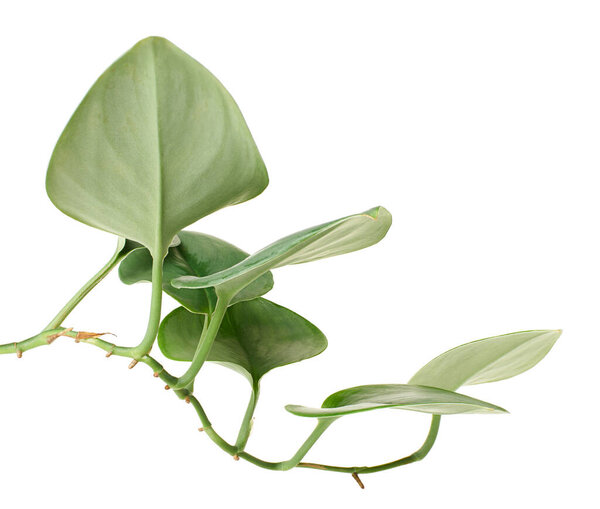 Sterling Silver Pothos, Pothos plant, Exotic foliage isolated on white background, with clipping path                         