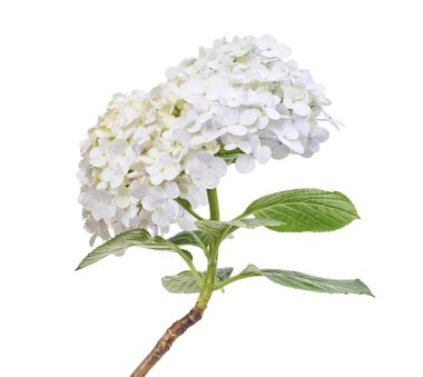 Ortanca çiçeği, ortanca makrofilla, beyaz arka planda izole edilmiş, kırpma yolu ile                           