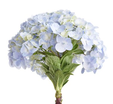 Ortanca çiçeği, ortanca makrofilla, beyaz arka planda izole edilmiş, kırpma yolu ile                           