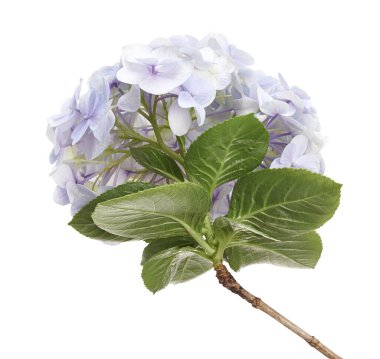 Ortanca çiçeği, ortanca makrofilla, beyaz arka planda izole edilmiş, kırpma yolu ile                           