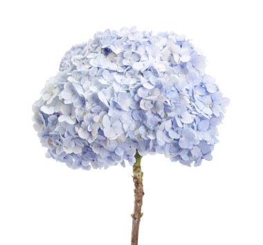 Ortanca çiçeği, ortanca makrofilla, beyaz arka planda izole edilmiş, kırpma yolu ile                           