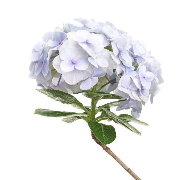 Ortanca çiçeği, ortanca makrofilla, beyaz arka planda izole edilmiş, kırpma yolu ile                           