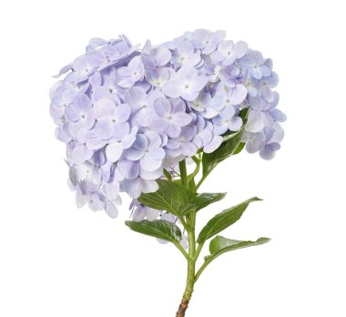 Ortanca çiçeği, ortanca makrofilla, beyaz arka planda izole edilmiş, kırpma yolu ile                           