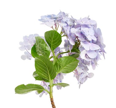 Ortanca çiçeği, ortanca makrofilla, beyaz arka planda izole edilmiş, kırpma yolu ile                           