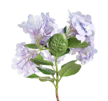 Ortanca çiçeği, ortanca makrofilla, beyaz arka planda izole edilmiş, kırpma yolu ile                           