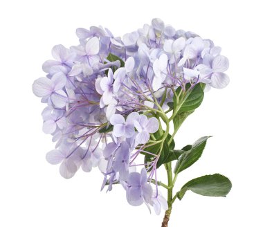 Ortanca çiçeği, ortanca makrofilla, beyaz arka planda izole edilmiş, kırpma yolu ile                           