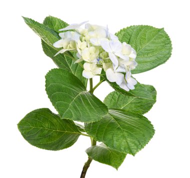 Ortanca çiçeği, ortanca makrofilla, beyaz arka planda izole edilmiş, kırpma yolu ile                           