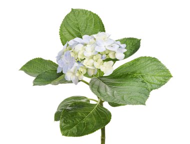 Ortanca çiçeği, ortanca makrofilla, beyaz arka planda izole edilmiş, kırpma yolu ile                           