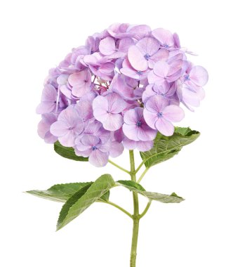 Ortanca çiçeği, ortanca makrofilla, beyaz arka planda izole edilmiş, kırpma yolu ile  