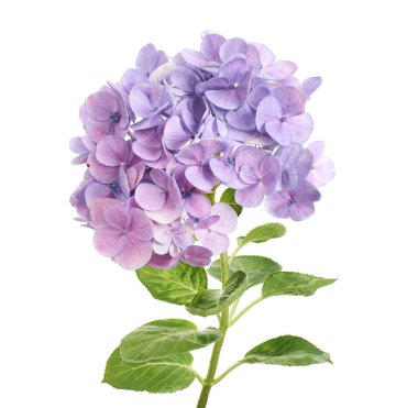 Ortanca çiçeği, ortanca makrofilla, beyaz arka planda izole edilmiş, kırpma yolu ile  