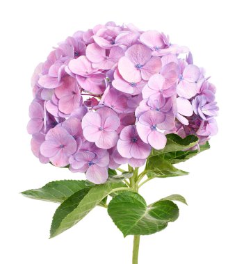 Ortanca çiçeği, ortanca makrofilla, beyaz arka planda izole edilmiş, kırpma yolu ile  