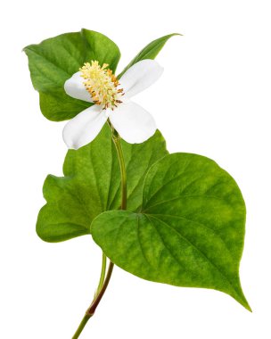 Nane şekeri, çiçekli balık yaprağı beyaz arka planda izole edilmiş, kırpma yolu ile                                                  