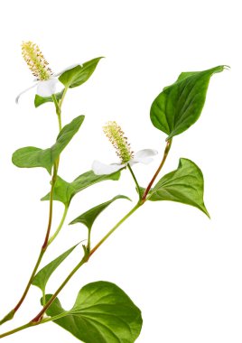 Nane şekeri, çiçekli balık yaprağı beyaz arka planda izole edilmiş, kırpma yolu ile                                                  