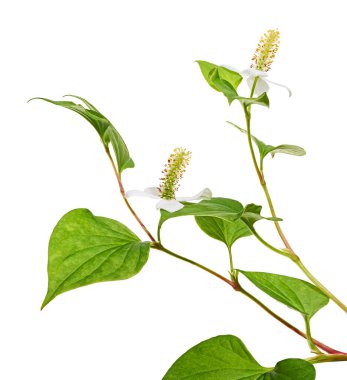 Nane şekeri, çiçekli balık yaprağı beyaz arka planda izole edilmiş, kırpma yolu ile                                                  