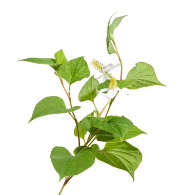 Nane şekeri, çiçekli balık yaprağı beyaz arka planda izole edilmiş, kırpma yolu ile                                                  