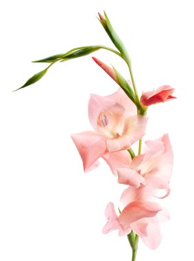 Gladiolus çiçekleri, Pembe gladiolus beyaz arka planda soyutlanmış bir dalda çiçek açıyor, kırpma yolu ile                         