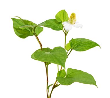 Nane şekeri, çiçekli balık yaprağı beyaz arka planda izole edilmiş, kırpma yolu ile                                                  