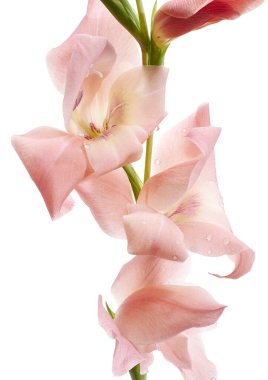 Gladiolus çiçekleri, Pembe gladiolus beyaz arka planda soyutlanmış bir dalda çiçek açıyor, kırpma yolu ile                         