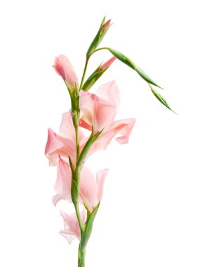 Gladiolus çiçekleri, Pembe gladiolus beyaz arka planda soyutlanmış bir dalda çiçek açıyor, kırpma yolu ile                         