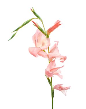 Gladiolus çiçekleri, Pembe gladiolus beyaz arka planda soyutlanmış bir dalda çiçek açıyor, kırpma yolu ile                         