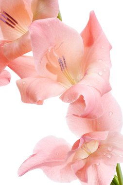 Gladiolus çiçekleri, Pembe gladiolus beyaz arka planda soyutlanmış bir dalda çiçek açıyor, kırpma yolu ile                         