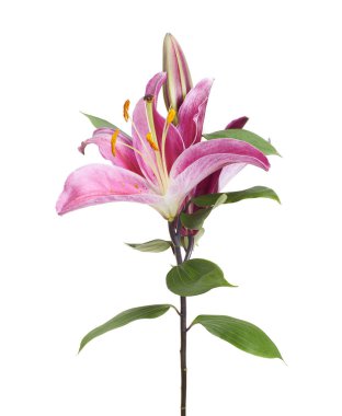 Pembe zambak çiçekleri, beyaz arka planda izole edilmiş zambak çiçeği, kırpma yolu ile                                                                                           