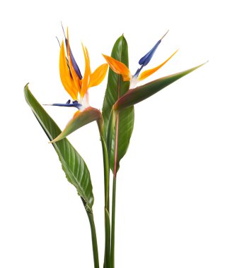Strelitzia reginae çiçeği, cennet kuşu çiçeği, beyaz arka planda izole tropikal çiçek, kırpma yolu ile                             
