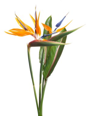 Strelitzia reginae çiçeği, cennet kuşu çiçeği, beyaz arka planda izole tropikal çiçek, kırpma yolu ile                             